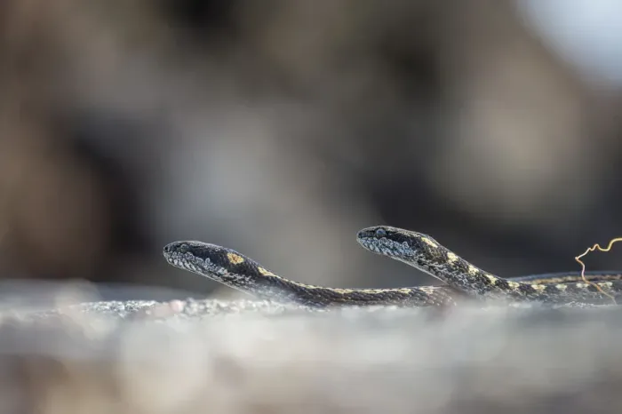 Framed Print : Galapagos racer snakes (Pseudalsophis biserialis) patroling the beach in search of prey