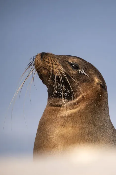 Framed Print : Galapagos sea lion (Zalophus californianus) resting on the beach, Mosquera Islet