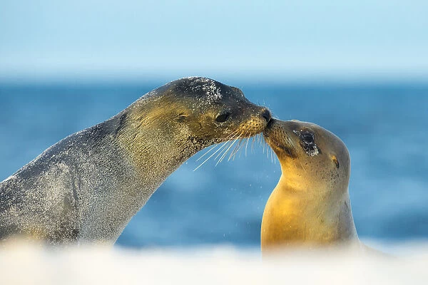 Galapagos sea lion (Zalophus wollebaeki) mother and young touching noses, Galapagos Islands