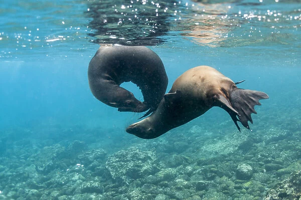 Galapagos sea lion (Zalophus wollebaeki) playing underwater, Champion Islet, near Floreana