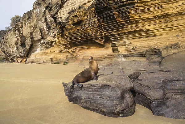 Galapagos sea lion (Zalophus wollebaeki) hauled out under cliffs, Galapagos
