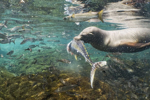Galapagos sea lion (Zalophus wollebaeki) hunting tuna