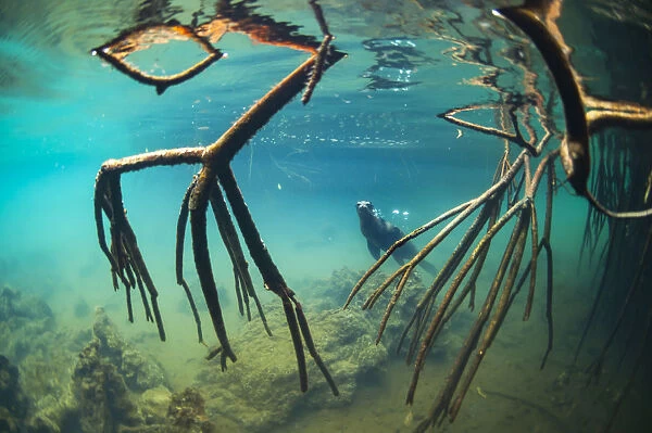 Galapagos sea lion (Zalophus wollebaeki) underwater with mangrove roots, Elizabeth Bay