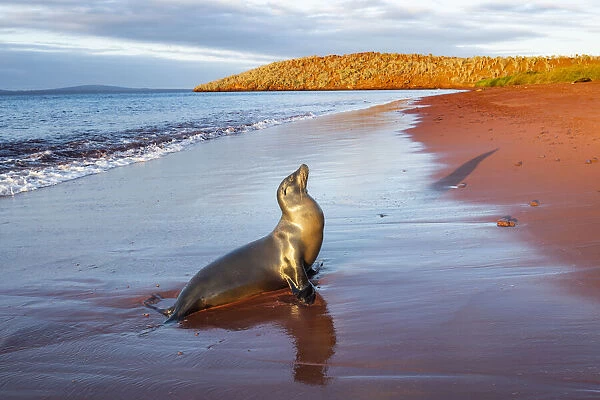 Galapagos sea lion (Zalophus wollebaeki) female on red volcanic beach, Rabida Island