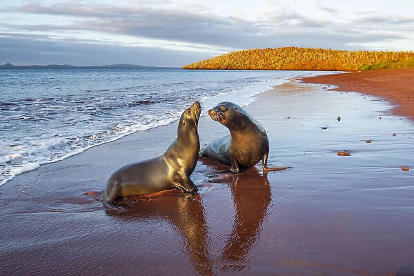 Galapagos sea lion (Zalophus wollebaeki) female and male on red volcanic beach