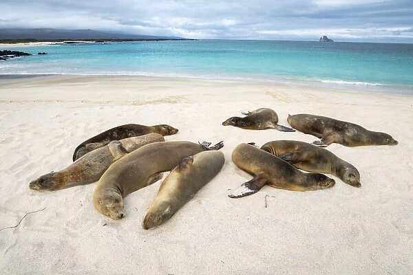 Galapagos sea lion (Zalophus wollebaeki) females sleeping, Cerro Brujo