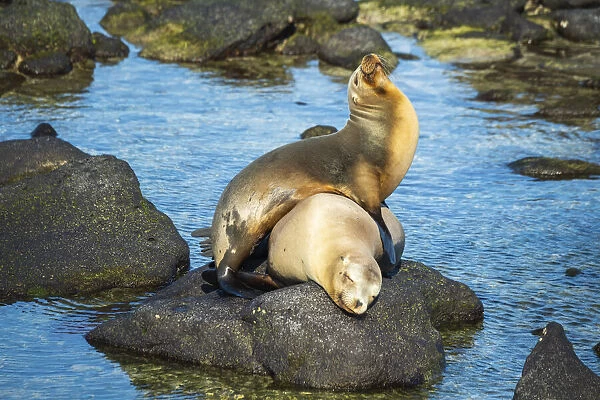 Galapagos sea lion (Zalophus wollebaeki) yearling pup playfully clambering on mother
