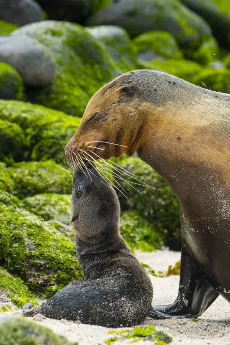 Framed Print : Galapagos sea lion (Zalophus wollebaeki), mother with newborn pup, Espanola Island Framed Print : Galapagos sea lion (Zalophus wollebaeki), mother with newborn pup, Espanola Island