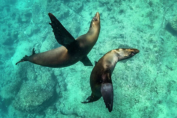 Two Galapagos sea lion (Zalophus wollebaeki) swimming together, San Cristobal Island, Galapagos, South America, Pacific Ocean