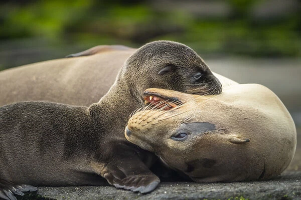 Galapagos sea lion (Zalophus wollebaeki) mother playing with pup, Santiago Island