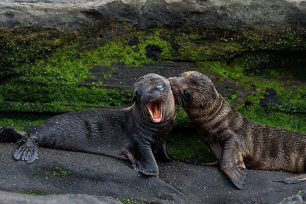 Two Galapagos sea lion (Zalophus wollebaeki) pups playing beside rocks, James Bay, Santiago Island, Galapagos. Endangered