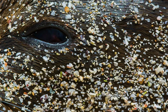 Framed Print : Galapagos sea lion (Zalophus wollebaeki) covered in sand, eye detail, San Cristobal, Galapagos Islands. Endangered Framed Print : Galapagos sea lion (Zalophus wollebaeki) covered in sand, eye detail, San Cristobal, Galapagos Islands. Endangered