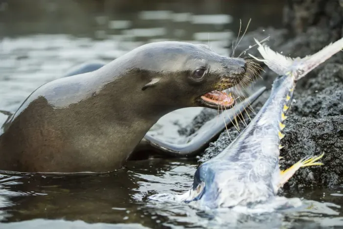 Framed Print : Galapagos sea lion (Zalophus wollebaeki) feeding on tuna Framed Print : Galapagos sea lion (Zalophus wollebaeki) feeding on tuna