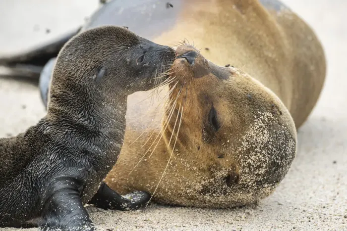 Framed Print : Galapagos sea lion (Zalophus wollebaeki) female with newborn pup, Punta Suarez Framed Print : Galapagos sea lion (Zalophus wollebaeki) female with newborn pup, Punta Suarez