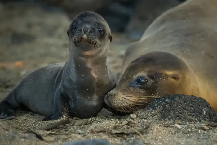 Framed Print : Galapagos sea lion (Zalophus wollebaeki) female with pup, San Cristobal Island, Galapagos Framed Print : Galapagos sea lion (Zalophus wollebaeki) female with pup, San Cristobal Island, Galapagos