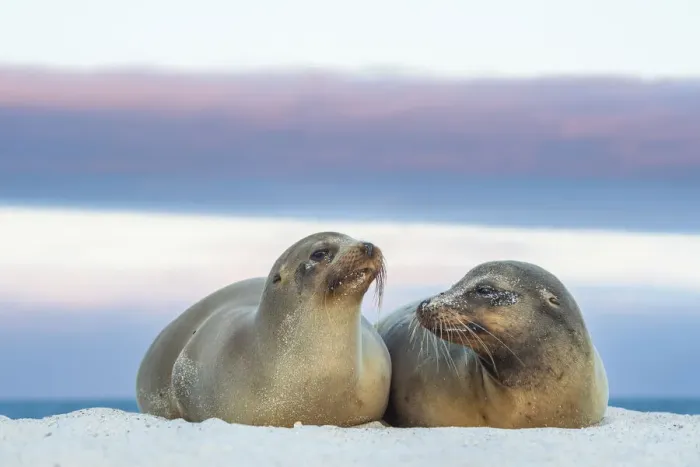 Framed Print : Galapagos sea lion (Zalophus wollebaeki) female and young male, sunset, Mosquera Islet Framed Print : Galapagos sea lion (Zalophus wollebaeki) female and young male, sunset, Mosquera Islet