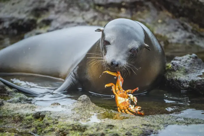 Framed Print : Galapagos sea lion (Zalophus wollebaeki) inquisitive pup playing with Sally Lightfoot Framed Print : Galapagos sea lion (Zalophus wollebaeki) inquisitive pup playing with Sally Lightfoot