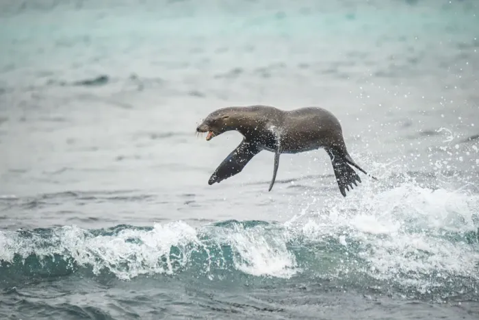 Framed Print : Galapagos sea lion (Zalophus wollebaeki) jumping out of Pacific ocean. Sombrero Chino