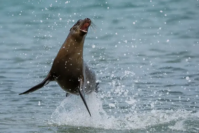 Framed Print : Galapagos sea lion (Zalophus wollebaeki) juvenile, jumping and playing in ocean, San Cristobal Island, Galapagos National Park, Pacific Ocean. Endangered Framed Print : Galapagos sea lion (Zalophus wollebaeki) juvenile, jumping and playing in ocean, San Cristobal Island, Galapagos National Park, Pacific Ocean. Endangered