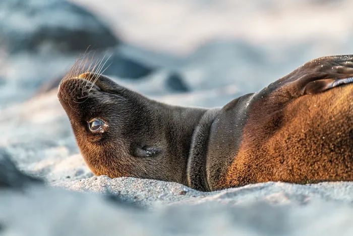 Framed Print : Galapagos sea lion (Zalophus wollebaeki) juvenile, resting on the beach in the late afternoon sun, Puerto Baquerizo Moreno, San Cristobal Island, Galapagos Islands. Endangered Framed Print : Galapagos sea lion (Zalophus wollebaeki) juvenile, resting on the beach in the late afternoon sun, Puerto Baquerizo Moreno, San Cristobal Island, Galapagos Islands. Endangered