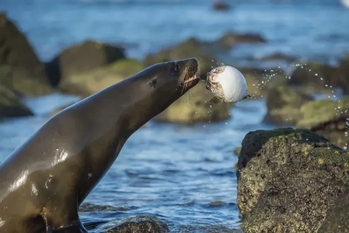 Framed Print : Galapagos sea lion (Zalophus wollebaeki) playing with pufferfish, Mosquera Islet