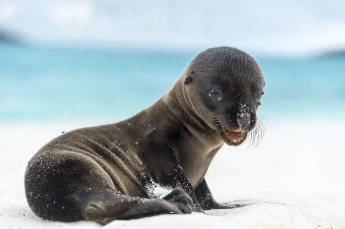 Framed Print : Galapagos sea lion (Zalophus wollebaeki) pup on shore, Galapagos