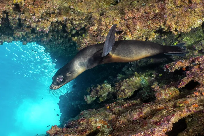 Framed Print : Galapagos sea lion (Zalophus wollebaeki) pup swimming beneath an overhang, Cousins Rock, San Salvador Island, Galapagos Islands, Pacific Ocean. Endangered Framed Print : Galapagos sea lion (Zalophus wollebaeki) pup swimming beneath an overhang, Cousins Rock, San Salvador Island, Galapagos Islands, Pacific Ocean. Endangered