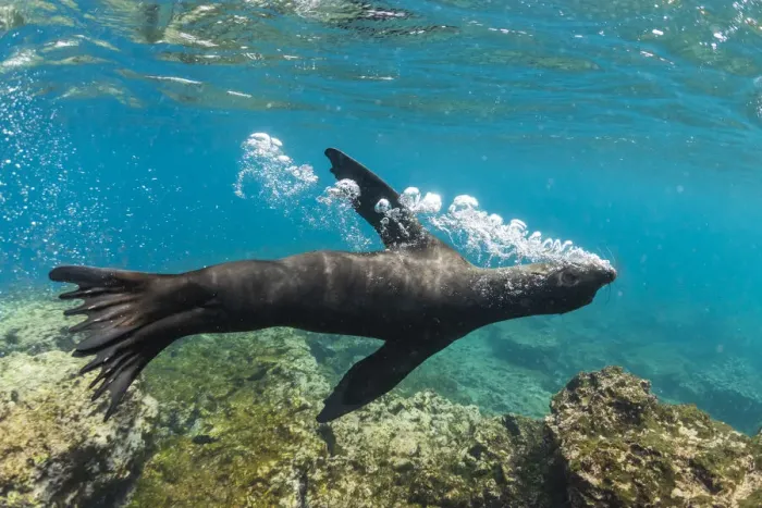Framed Print : Galapagos sea lion (Zalophus wollebaeki) releasing air bubbles underwater Framed Print : Galapagos sea lion (Zalophus wollebaeki) releasing air bubbles underwater