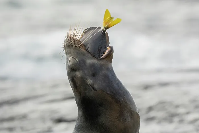 Framed Print : Galapagos sea lion (Zalophus wollebaeki) swallowing a fish, Santiago Island, Galapagos Islands, Pacific Ocean. Endangered Framed Print : Galapagos sea lion (Zalophus wollebaeki) swallowing a fish, Santiago Island, Galapagos Islands, Pacific Ocean. Endangered