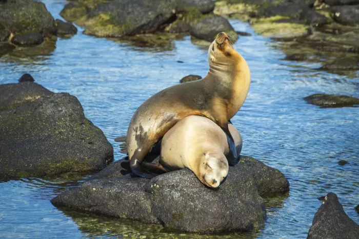 Framed Print : Galapagos sea lion (Zalophus wollebaeki) yearling pup playfully clambering on mother Framed Print : Galapagos sea lion (Zalophus wollebaeki) yearling pup playfully clambering on mother