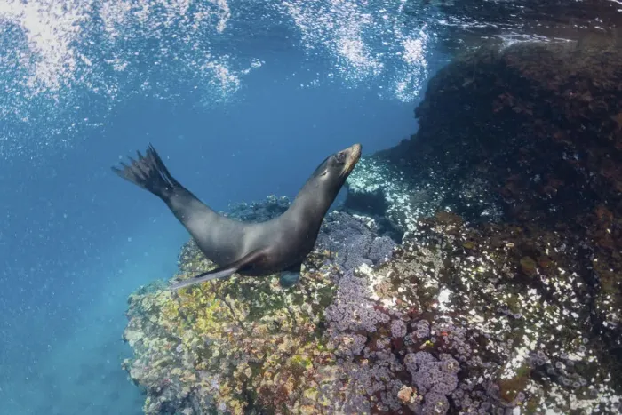 Framed Print : Galapagos sea lion (Zalophus wollebaeki) yearling pup playing in shallows, Gardner Islet Framed Print : Galapagos sea lion (Zalophus wollebaeki) yearling pup playing in shallows, Gardner Islet