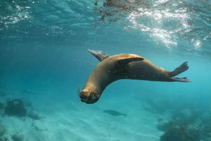 Framed Print : Galapagos sea lion (Zalophus wollebaeki) yearling pup polaying in shallows, Garnder Islet