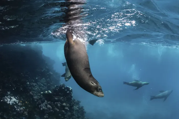 Framed Print : Galapagos sea lion (Zalophus wollebaeki) yearling pups playing in shallows, Gardner Islet