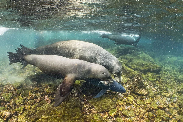 Galapagos sea lions (Zalophus wollebaeki) hunting tuna