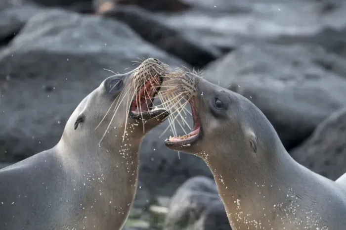 Framed Print : Galapagos sea lions (Zalophus wollebaeki) fighting, Galapagos Framed Print : Galapagos sea lions (Zalophus wollebaeki) fighting, Galapagos