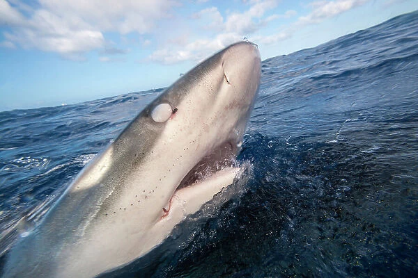 Galapagos shark (Carcharhinus galapagensis), listed as potentially dangerous, at sea surface, with nictitating membrane covering its eye, Hawaii, Pacific Ocean