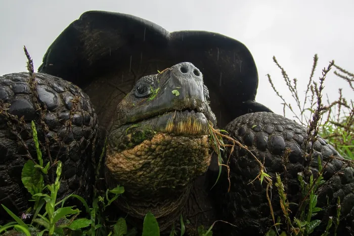 Framed Print : Galapagos tortoise (Chelonoidis niger) in the rain, portrait, Santa Cruz Island, Galapagos Islands Framed Print : Galapagos tortoise (Chelonoidis niger) in the rain, portrait, Santa Cruz Island, Galapagos Islands