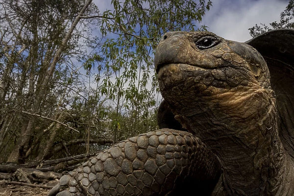 Galapagos tortoise hybrid (Chelonoidis complex) portrait, Floreana Island, Galapagos