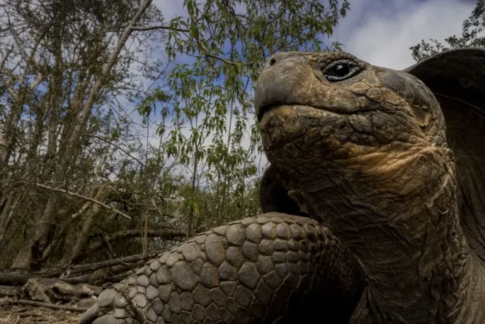 Framed Print : Galapagos tortoise hybrid (Chelonoidis complex) portrait, Floreana Island, Galapagos