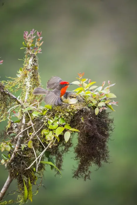 Framed Print : Galapagos vermilion flycatcher (Pyrocephalus nanus) male and female at nest Framed Print : Galapagos vermilion flycatcher (Pyrocephalus nanus) male and female at nest