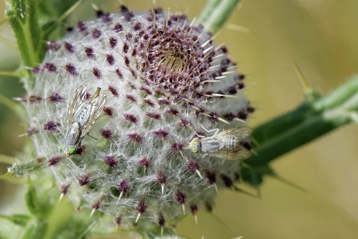 Framed Print : Gall fly / Greater fruit fly (Terellia longicauda) pair resting on the unopened flowerhead of a Woolly thistle (Cirsium eriophorum), the host plant for its larvae Framed Print : Gall fly / Greater fruit fly (Terellia longicauda) pair resting on the unopened flowerhead of a Woolly thistle (Cirsium eriophorum), the host plant for its larvae