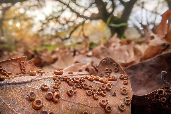 Galls of the Silk button gall wasp (Neuroterus numismalis) on the underside of a fallen Oak (Quercus sp. ) leaf. A single adult wasp will emerge from each gall, Peak District National Park, Derbyshire, UK. November