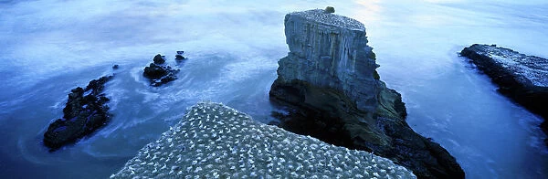 Gannet colony at Muriwai, North Island, New Zealand