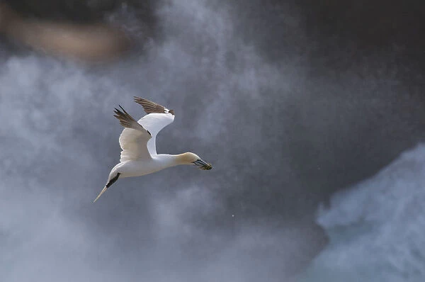 Gannet (Morus bassanu) coming into land with stormy seas behind, Shetland Islands
