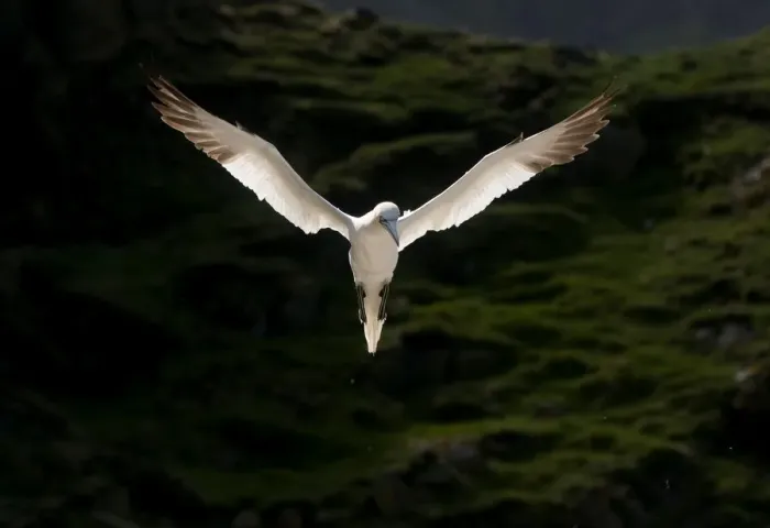 Framed Print : Gannet (Morus bassanus) adult, backlit by the morning sun, in flight. Shetland Islands Framed Print : Gannet (Morus bassanus) adult, backlit by the morning sun, in flight. Shetland Islands