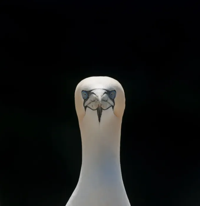 Framed Print : Gannet (Morus bassanus) adult portrait. Shetland Islands, Scotland, UK, September Framed Print : Gannet (Morus bassanus) adult portrait. Shetland Islands, Scotland, UK, September
