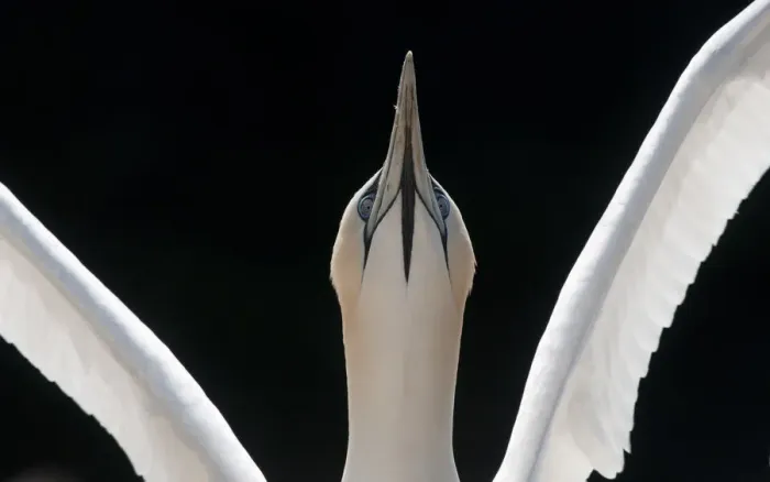 Framed Print : Gannet (Morus bassanus) adult wing stretching and looking up, Shetland Islands, Scotland Framed Print : Gannet (Morus bassanus) adult wing stretching and looking up, Shetland Islands, Scotland