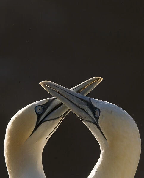 Gannet (Morus bassanus) breeding pair during part of their elaborate courtship ritual