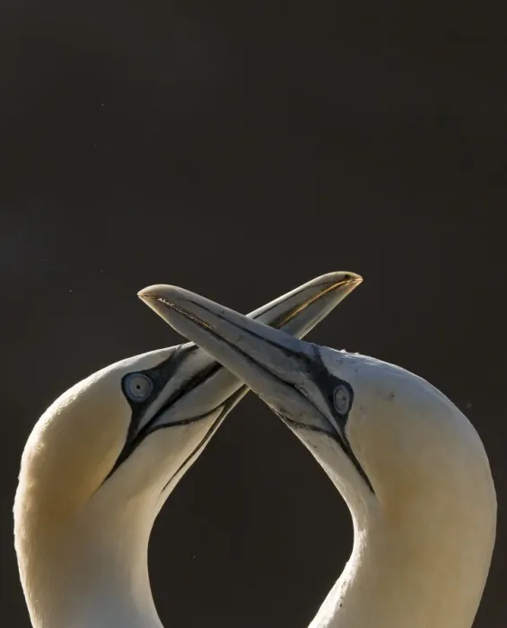 Framed Print : Gannet (Morus bassanus) breeding pair during part of their elaborate courtship ritual Framed Print : Gannet (Morus bassanus) breeding pair during part of their elaborate courtship ritual