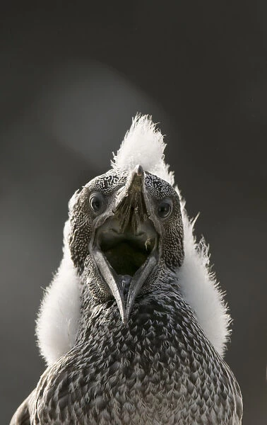 Gannet (Morus bassanus) chick with fluffy with mouth open. Shetland Islands, Scotland, UK, August